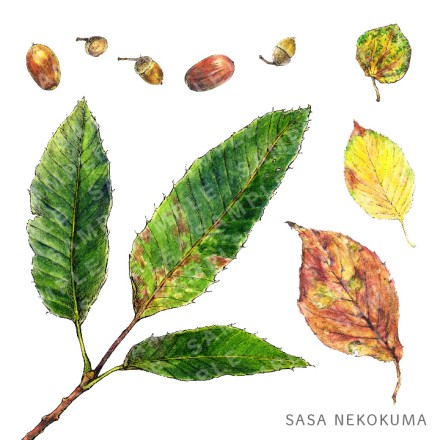 葉とどんぐりの水彩イラスト